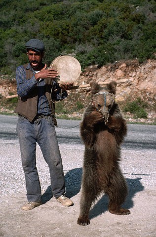 ayı dansı